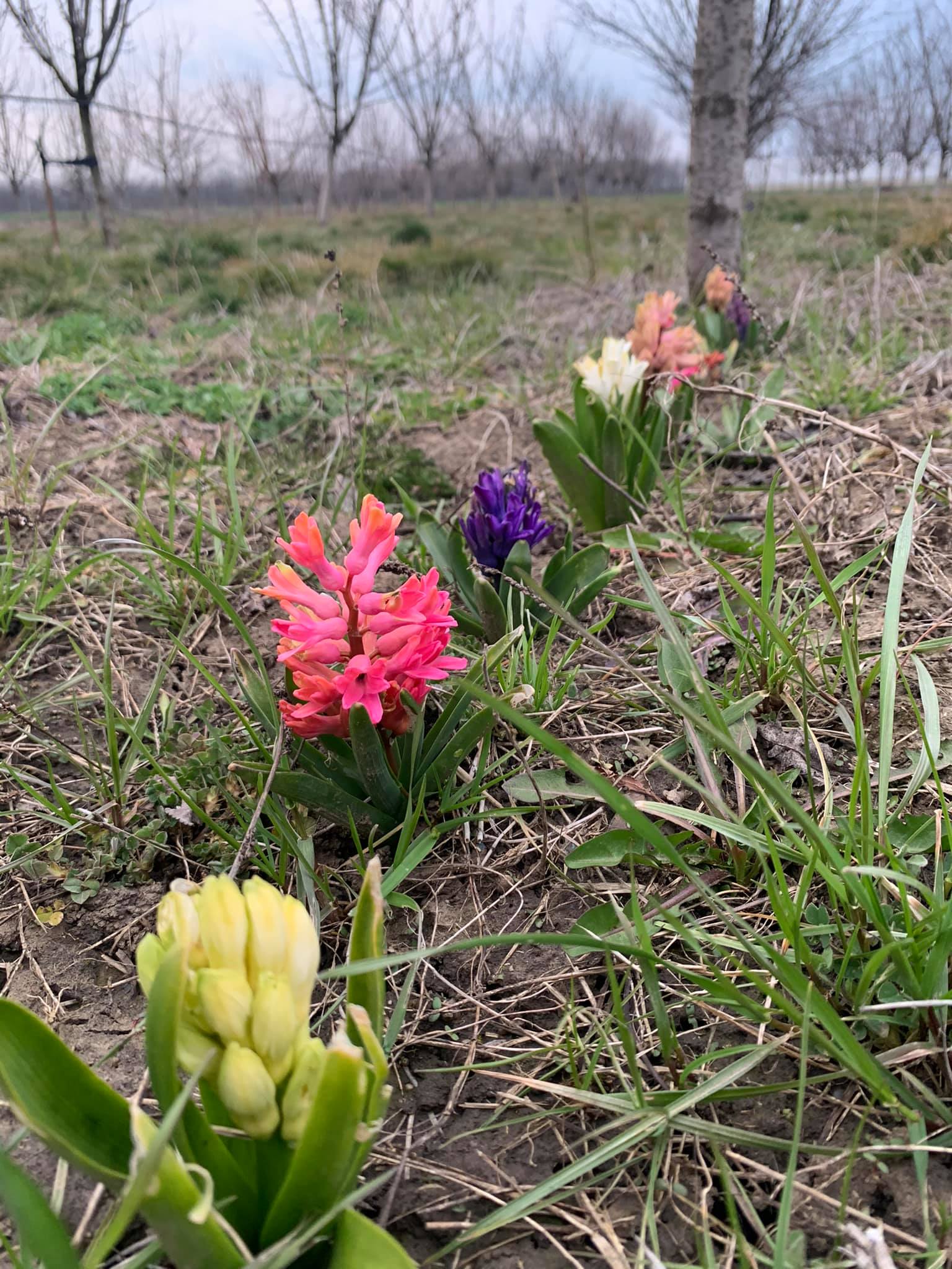 May be an image of Indian paintbrush and nature